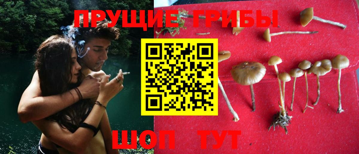 Псилоцибиновые грибы Psilocybine cubensis Юрга
